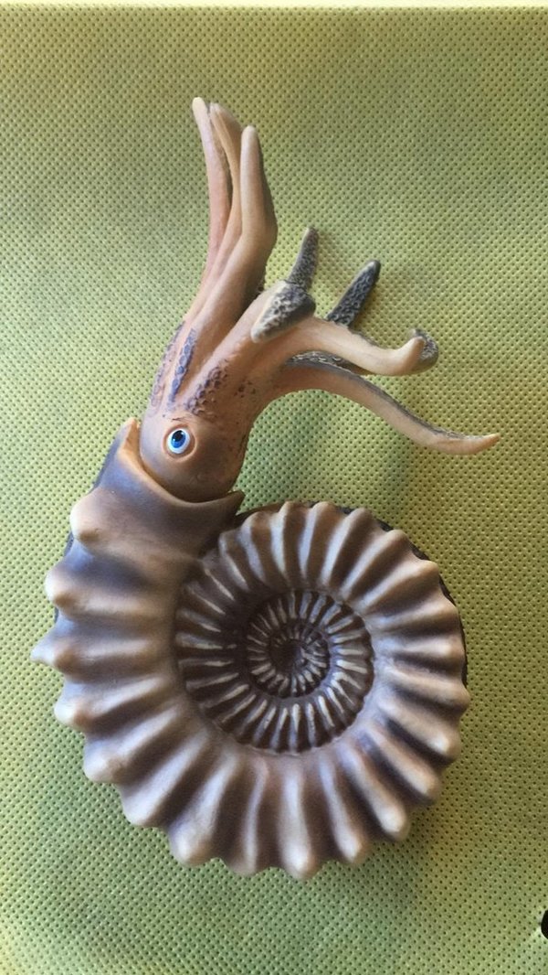 Ammonite peresfinktes